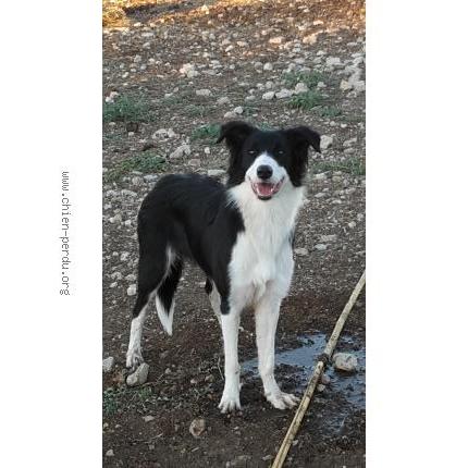 Photo 1/1 lexy Dog lost in Lansargues
