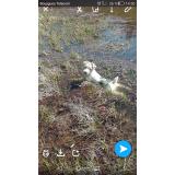 Picture of dog lost at Queuille