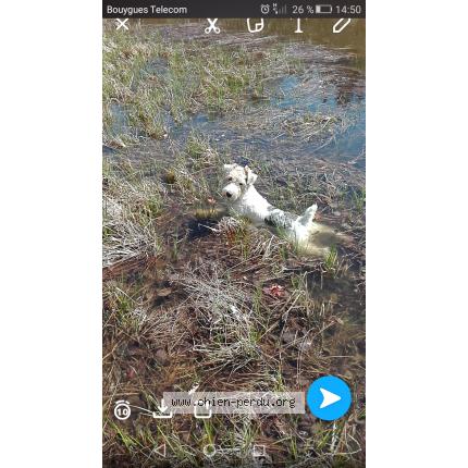 Photo 1/1 Leiko Chien lost in Queuille