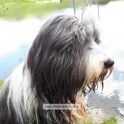 Photo 1/1 Forest Dog lost in Tignes