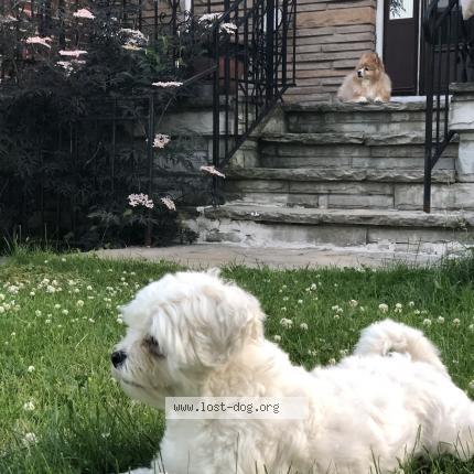 lost dog scarborough