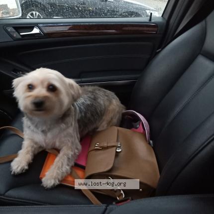 lost dog scarborough