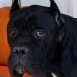 Dog Cane Corso Lost Or Found United States