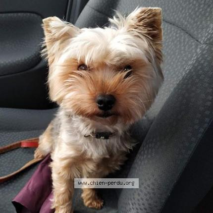 Photo 1/1 Prune Chien lost in Carbon blanc