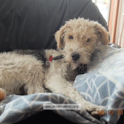 Photo 1/1 Haddock Chien lost in Bayonne