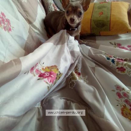 Photo 1/1 PEPITO Dog lost in Norges