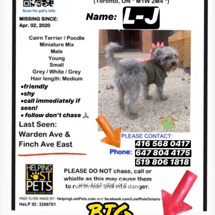 lost dog scarborough