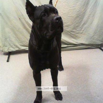 286987 Napolean Lost Dog In Las Vegas Lost Dog United States