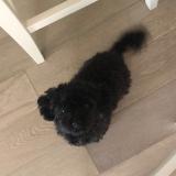 lost dog etobicoke