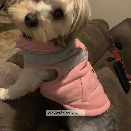 Uyf8xtxya2ss M https www lost dog org en us 294499