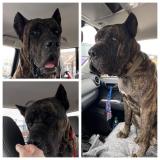 Dog Cane Corso Lost Or Found United States