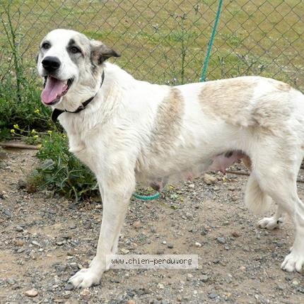 Photo 1/1 Néla Dog lost in La Neuville Sur Oudeuil