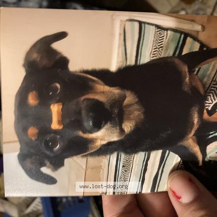 Picture of dog lost at Pensacola