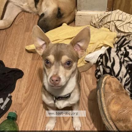 Picture of dog lost at Pickens