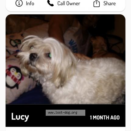 Photo 1/1 Reunited dog Lost in San antonio