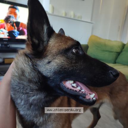 Foto van vermiste hond in Liege