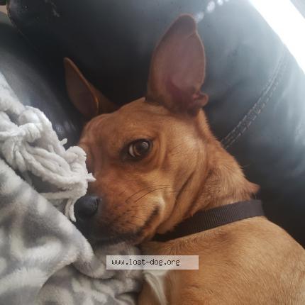Photo 1/1 Reunited dog Lost in Saint Charles