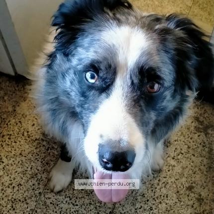 Foto 1/1 Hond teruggevonden Gevonden in Quaregnon