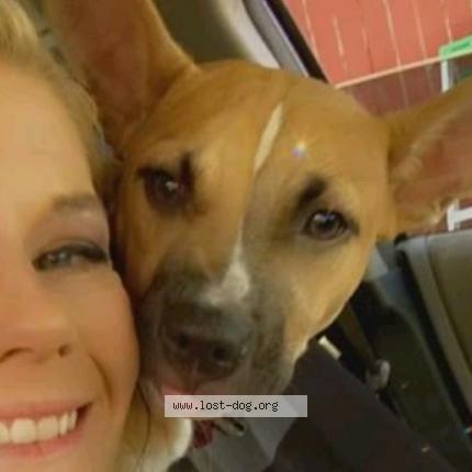 Picture of dog lost at Saint Louis
