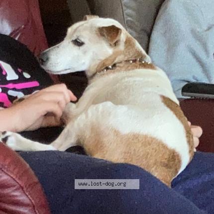 Picture of dog lost at Oregon