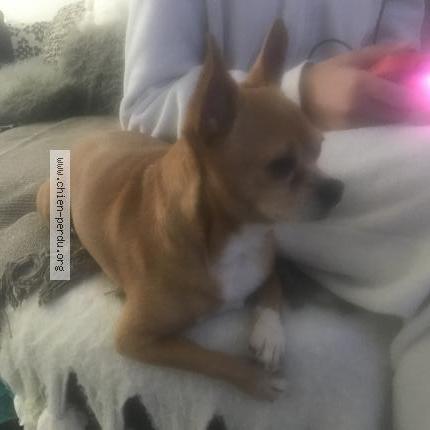 Photo 1/1 Reunited dog Found in Beziers