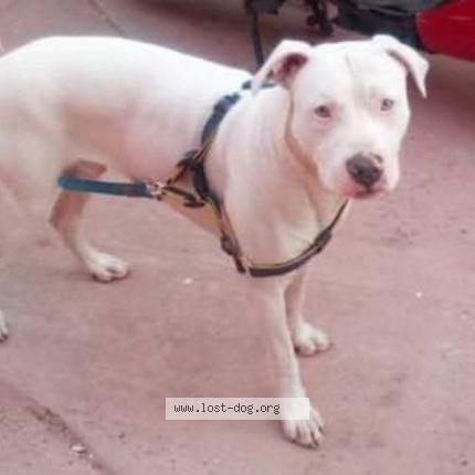 Photo 1/1 Reunited dog Lost in Los angeles