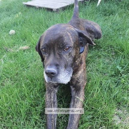 Picture of dog lost at Le Cailar