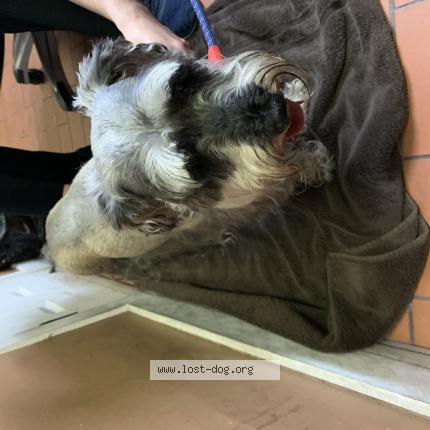 Picture of dog found at Doral