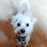 C&eacute;sar