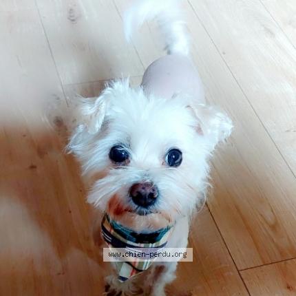 Foto 1/1 Hond teruggevonden Vermist in La Louviere