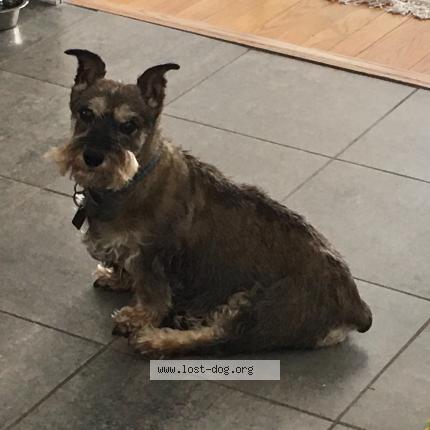 Picture of dog lost at Kingston