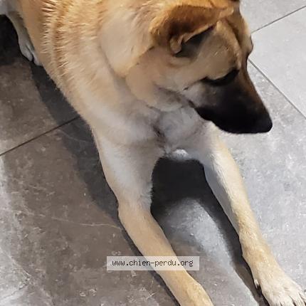 Foto 1/1 Hond teruggevonden Vermist in Estaimpuis