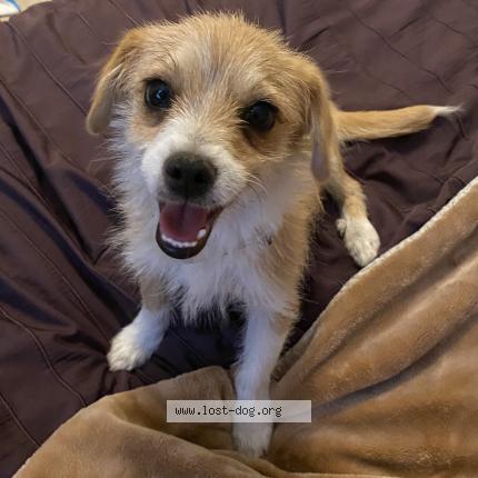 Photo 1/1 Reunited dog Found in Modesto