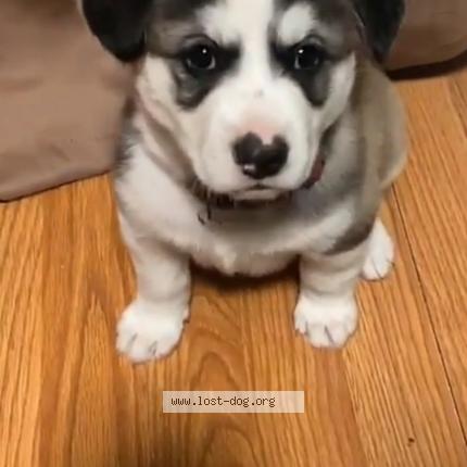 Picture of dog lost at Oceanside