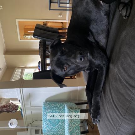 Picture of dog lost at Boulder