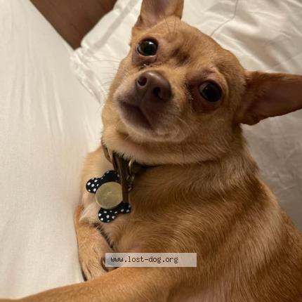 Picture of dog lost at Tampa