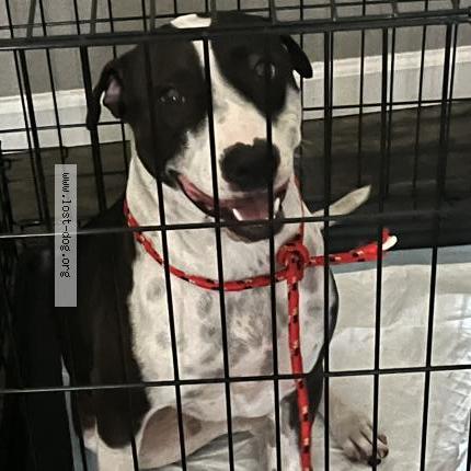 Picture of dog found at Phoenix