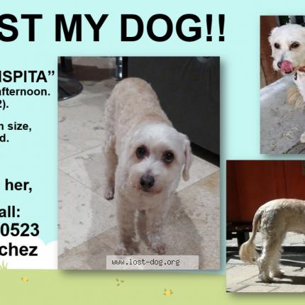 Picture of dog lost at Canoga Park