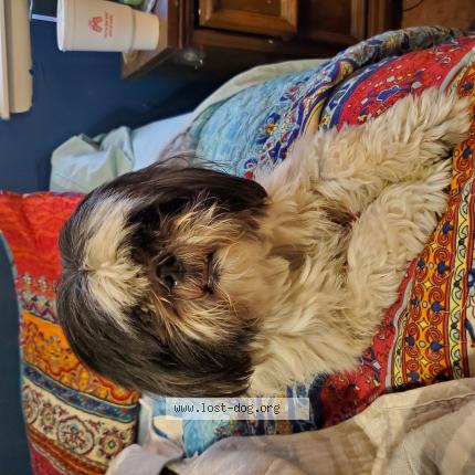 Picture of dog found at Oklahoma City