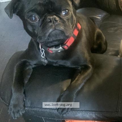 Picture of dog lost at Denver
