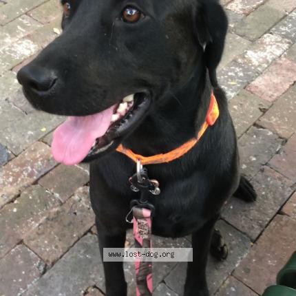 Picture of dog lost at Fort Worth