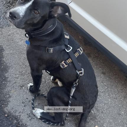 Picture of dog lost at Denver
