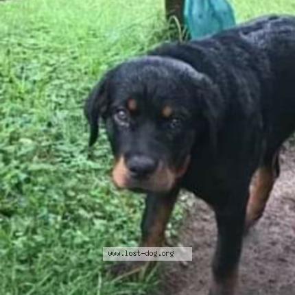 Photo 1/1 Reunited dog Lost in Wausau