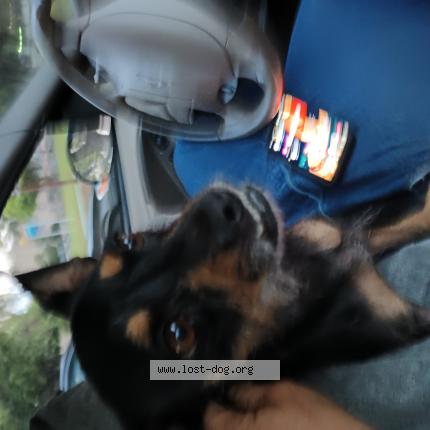 Picture of dog found at Long Beach