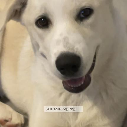 Picture of dog lost at Mesquite