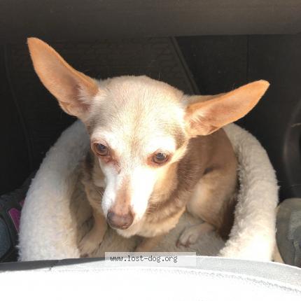 Photo 1/1 Reunited dog Lost in Alexandria