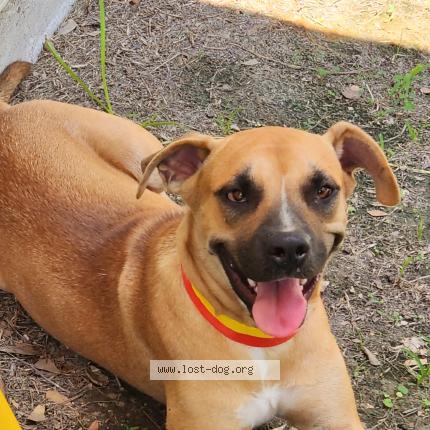 Picture of dog found at Spring