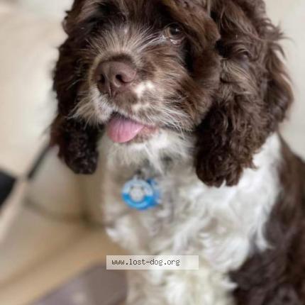 Picture of dog lost at North Las Vegas