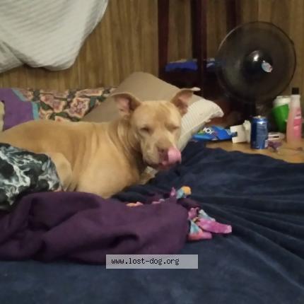 Picture of dog lost at Kingman