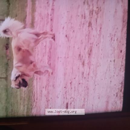 Picture of dog lost at Oklahoma City